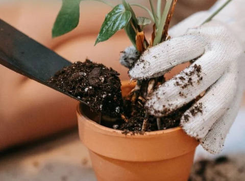 Rempoter une plante