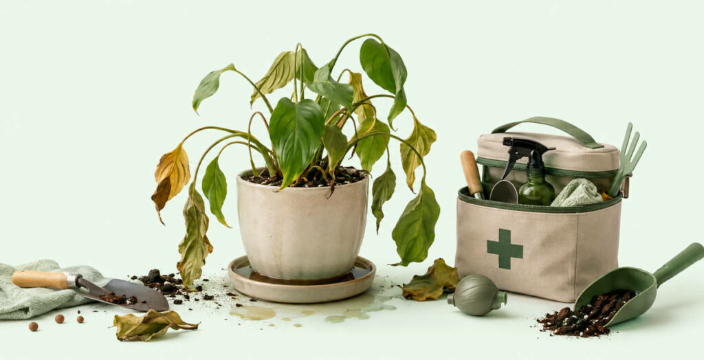 Sauver une plante trop arrosée