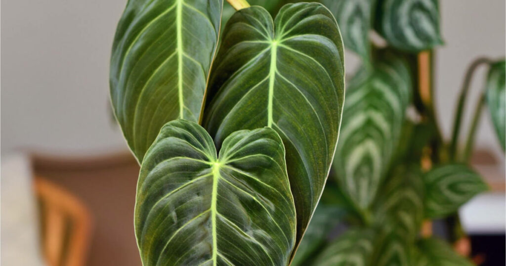 Arrosage du philodendron