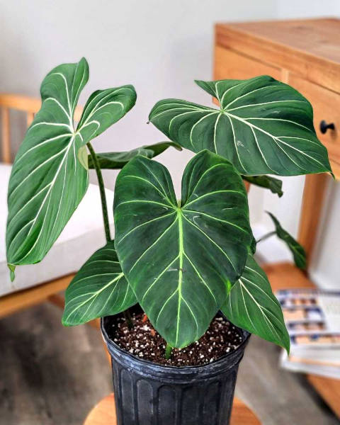 Savoir si votre philodendron a besoin d’eau