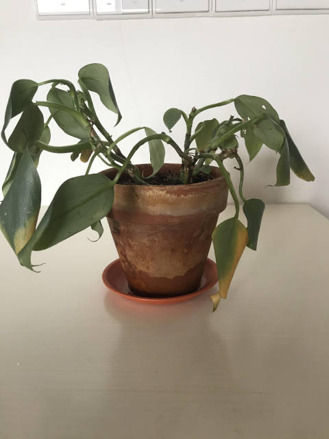 Philodendron en manque d'eau