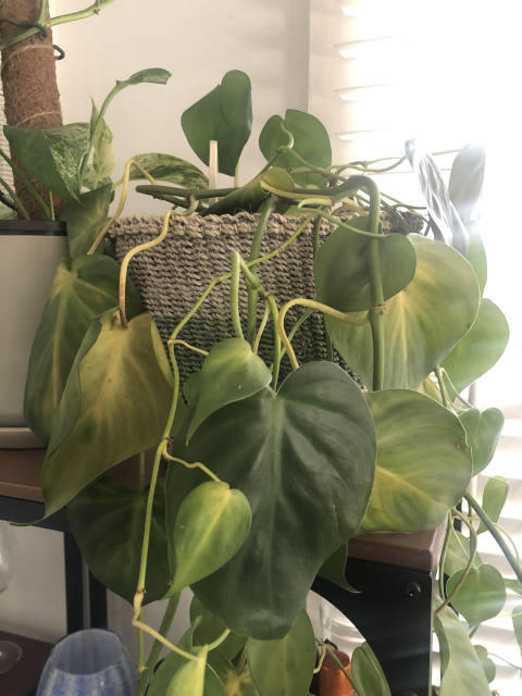 Philodendron trop arrosé